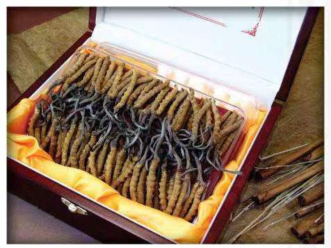 台山冬虫夏草回收